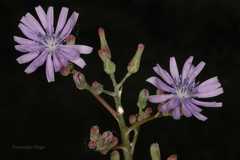 Lactuca dolichophylla
